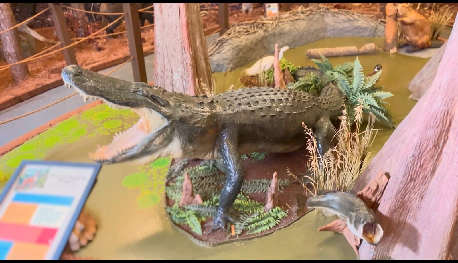 An alligator with open jaws in the museum's cypress-swamp diorama