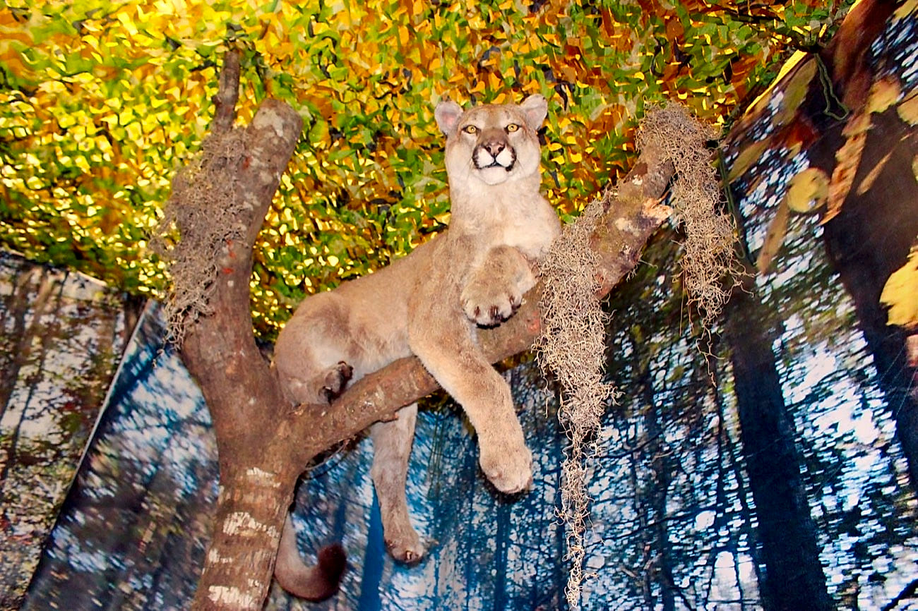 Cougar mount resting in a tree in the Southern Woods exhibit