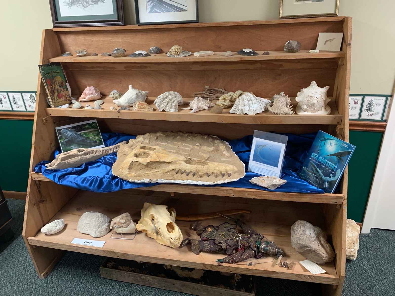 Shelves of sea shells, coral and a large marine reptile fossil slab