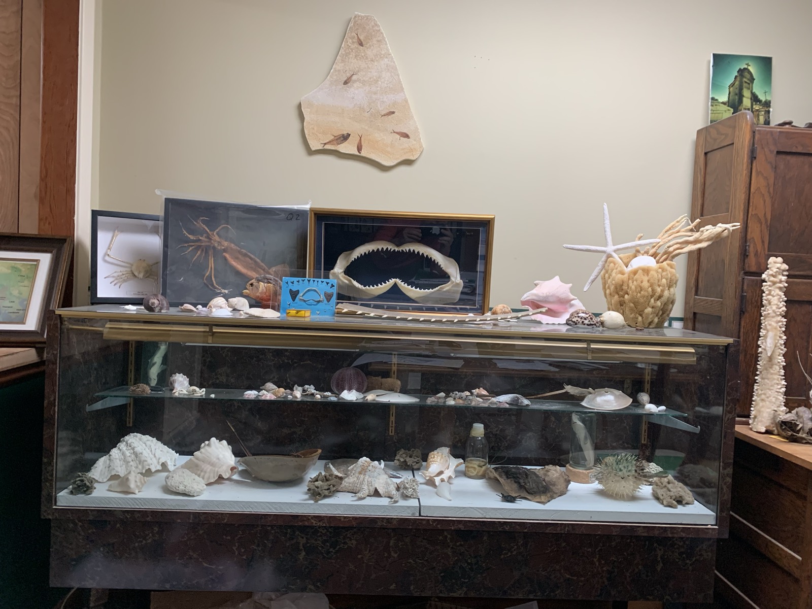 Display case of shells, coral and a giant shark jaw with a sawfish rostrum on top