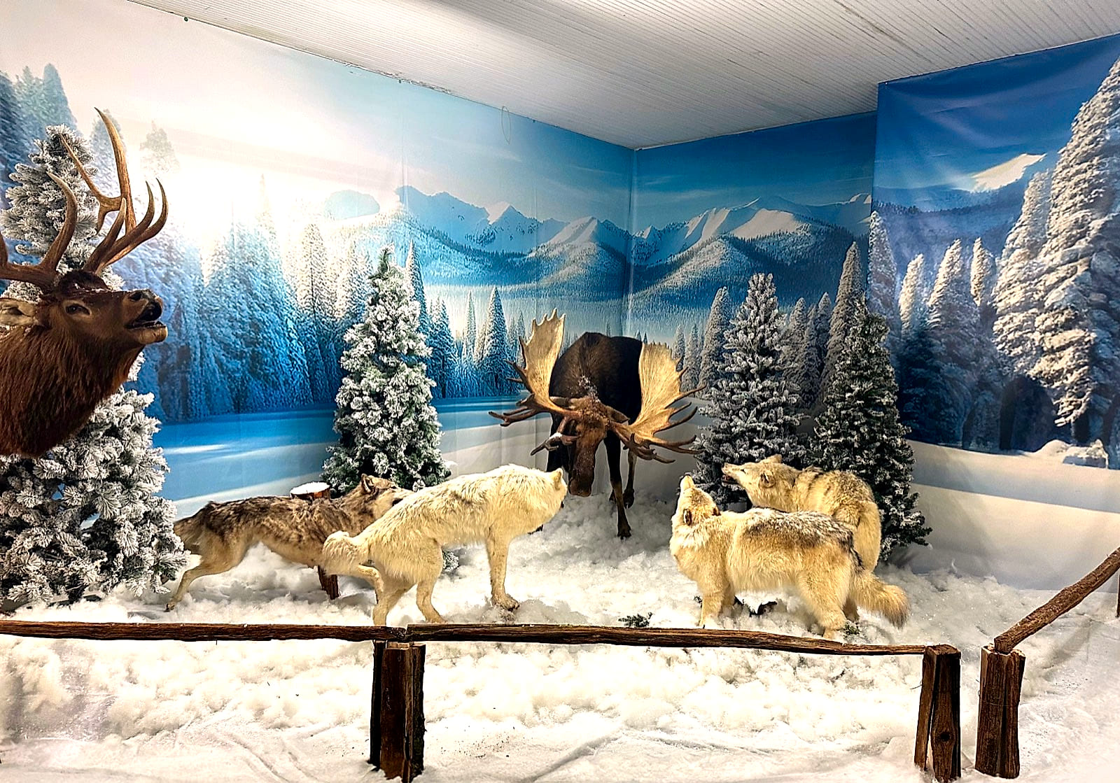 Wolf pack circling a moose in the museum's snowy Ice & Tundra exhibit