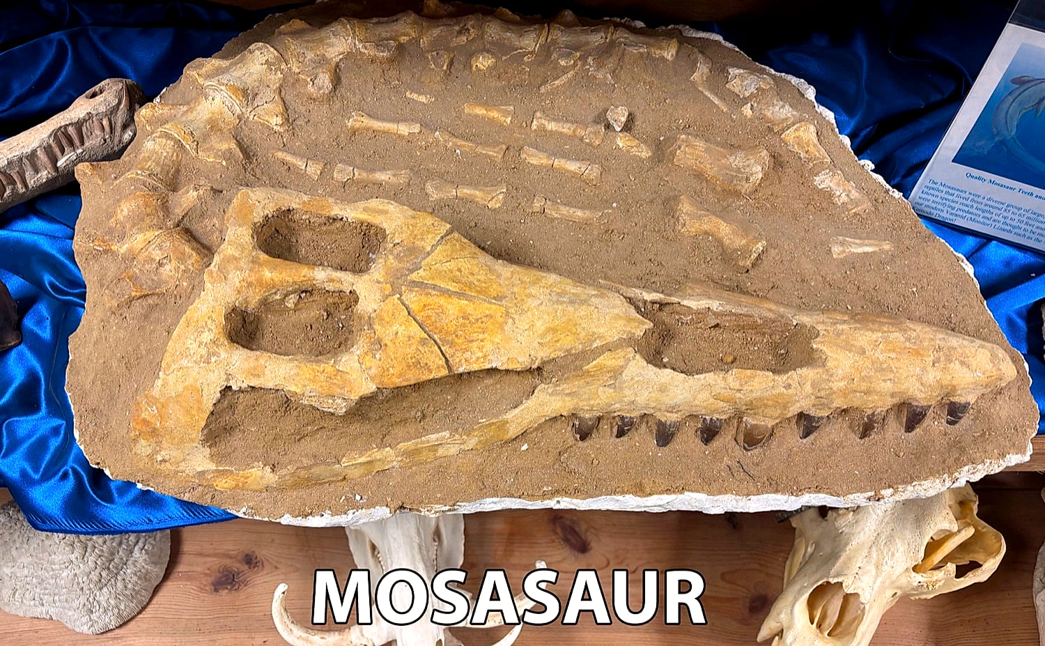 Mosasaur fossil slab with skull and vertebrae