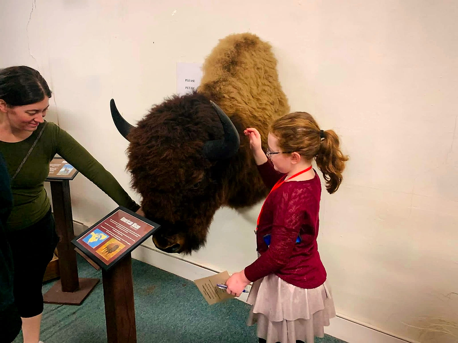 A young visitor petting the American Bison mount beside its PLEASE PET ME sign