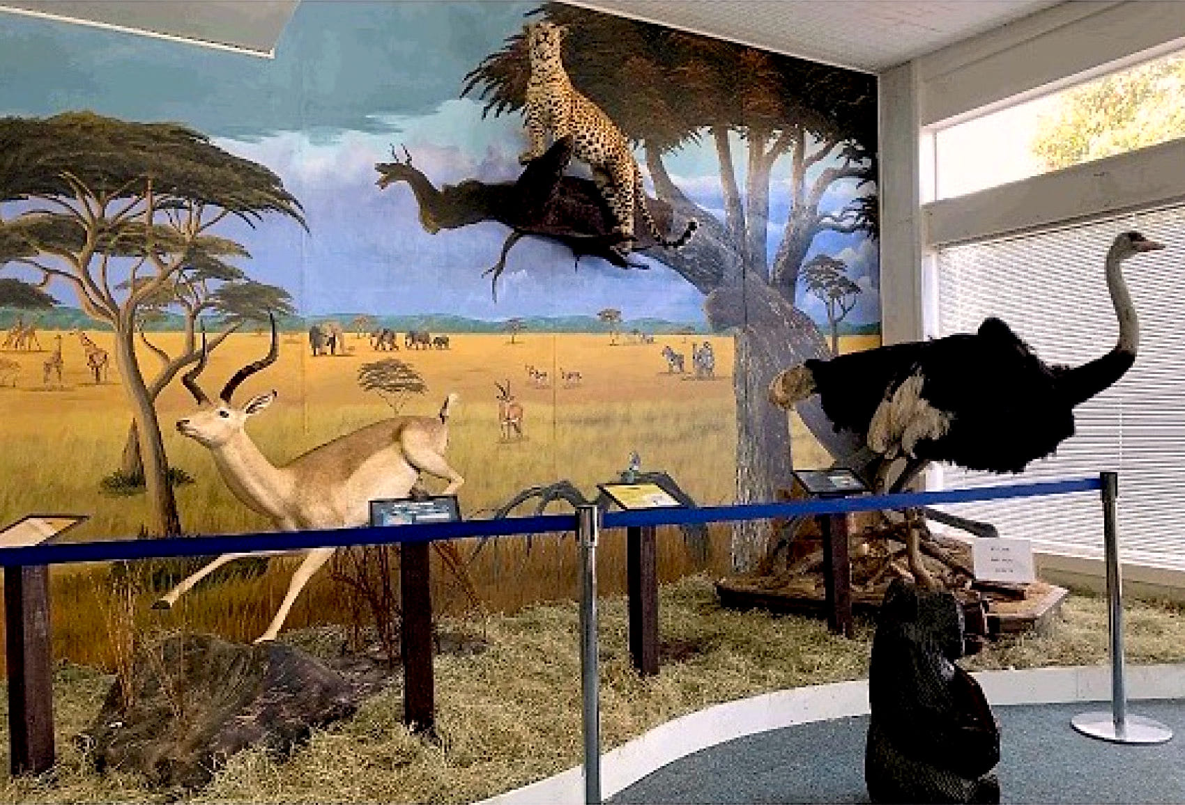 Savannah exhibit with leopard, gazelle and ostrich