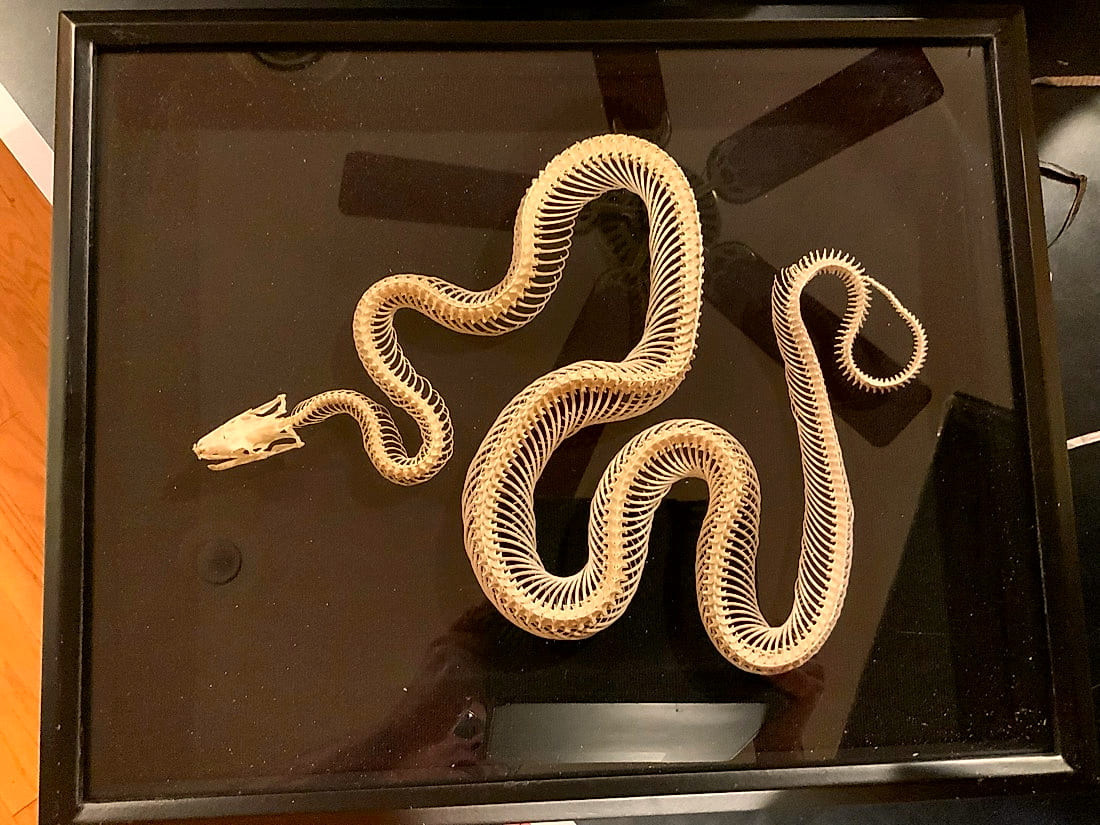 An articulated snake skeleton in its display case