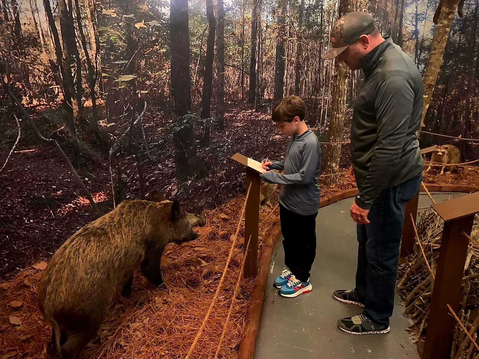 A young visitor filling out an activity sheet beside the wild boar exhibit